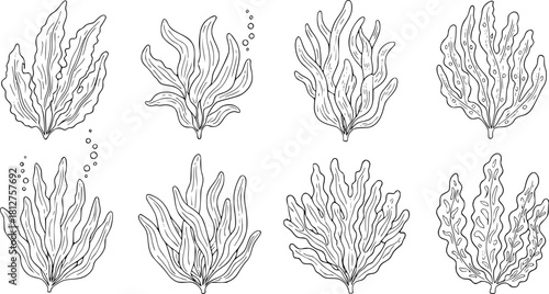 seaweed set hand drawn vector illustration in outline style silhouette isolated on white background
