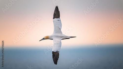 Quadro su tela gannets on Helgoland