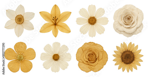 Diverse dried flower collection