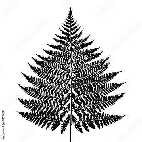 A detailed monochrome illustration of a fern frond with intricate leaf patterns on a white background