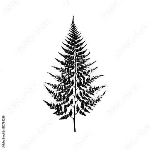 Detailed black and white illustration of a fern frond with intricate leaf patterns and a central stem design