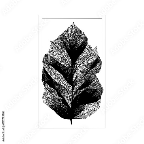 Detailed illustration of a large leaf with intricate patterns inside a rectangular frame design