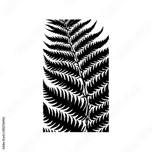 Detailed black and white illustration of a fern plant with intricate leaf patterns and stem details