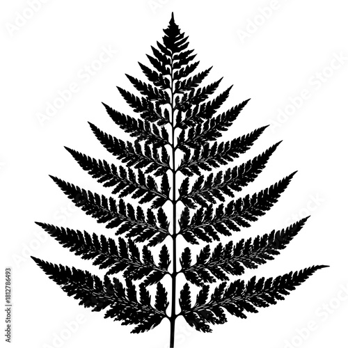 Detailed black and white illustration of a fern leaf with intricate frond patterns on a white background