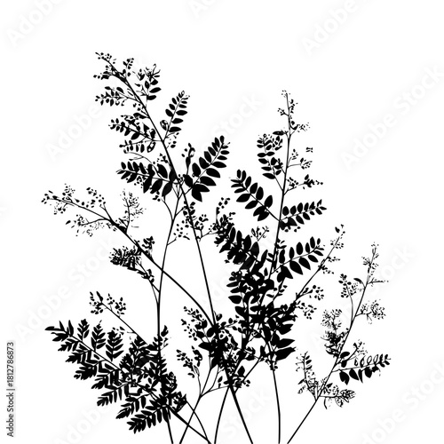 Silhouette illustration of various plants with leaves and small buds on a white background image view