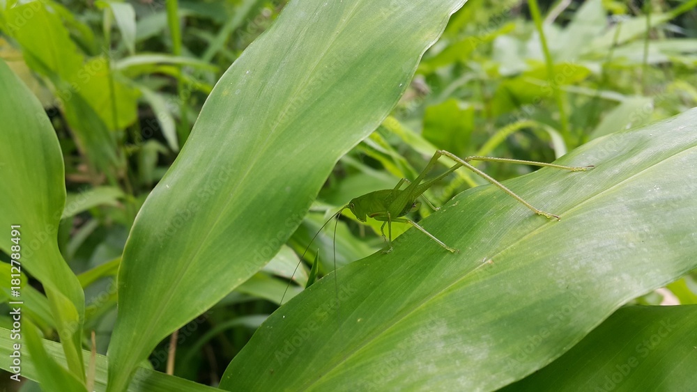 Obraz premium The phaneroptera falcata grasshopper (mecopoda nipponensis) perches on a green plant leaf. Perfect for documentaries about tropical rainforests and World Nature Conservation Day on July 28th.