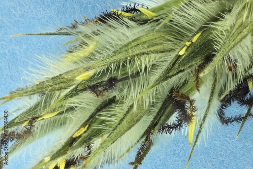 Inflorescence of Foxtail Mulga Grass (Neurachne alopecuroidea), South Australia