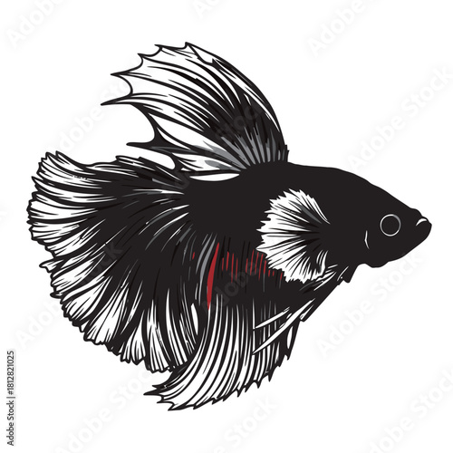 Detailed vector illustration of a magnificent Betta fish (Siamese fighting fish), showcasing its flowing fins and striking profile, suitable for pet, aquarium, animal, and exotic marine life designs.