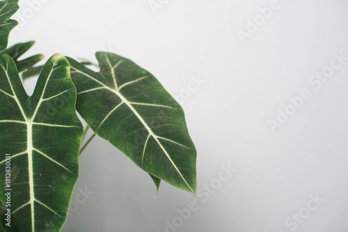 Lush green Alocasia leaves with striking white veins on a bright minimalist background, offering ample copy space for design or text.