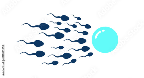 Sperm swimming toward egg on white background