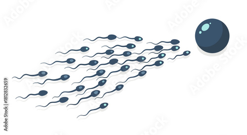 Isometric sperm cells swimming toward egg on white background