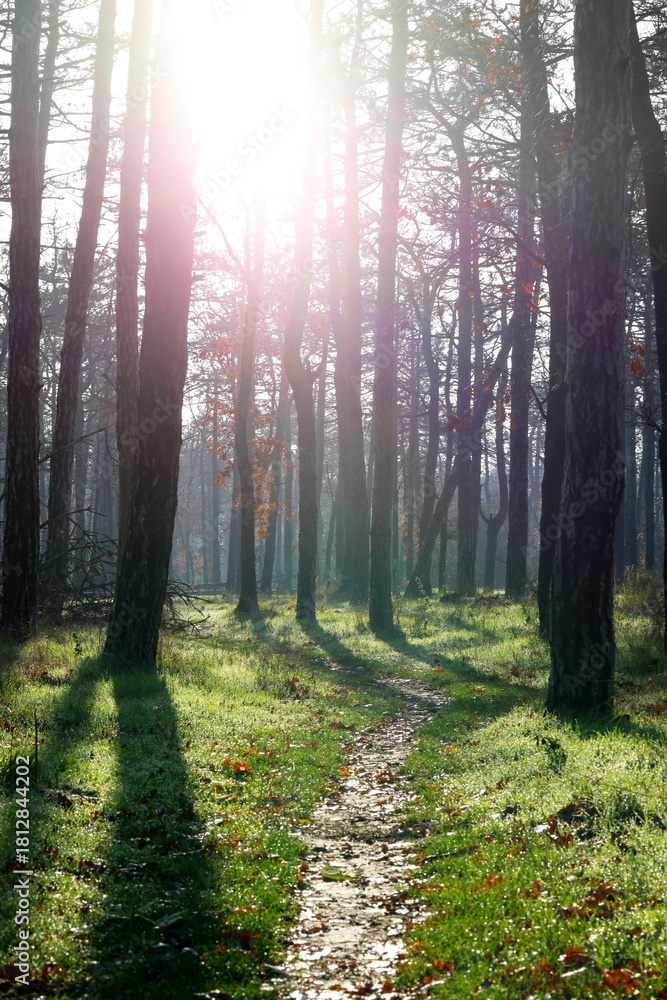 Obraz premium Rain-Kissed Autumn Woods in Vibrant Colors