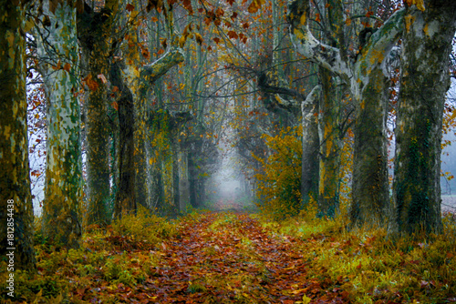 Fototapeta Naklejka Na Ścianę i Meble -  Viale autunnale di Montecastello - Alessandria - Piemonte - Italia