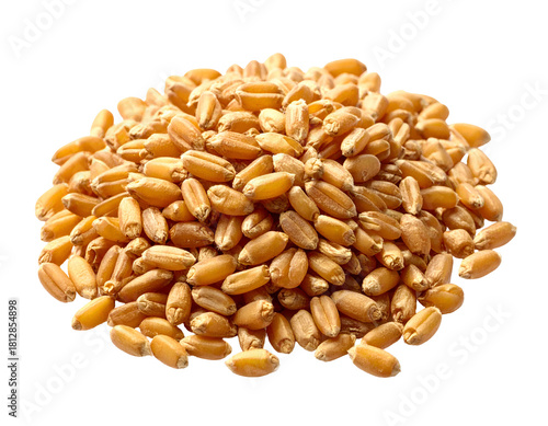 Pile of golden wheat grains on black background