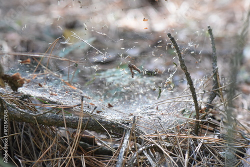 spider web in the pine forest in autumn, close-up of spider web on pine needles and branches
