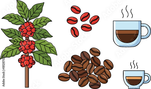Coffee Bean Harvest Vector Illustration with Cups and Berries