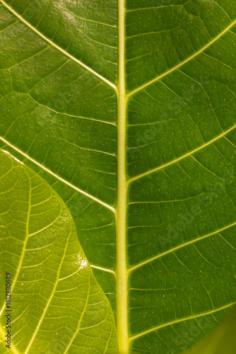 Texture of a tropical green leaf on Pulau Taupan, an island in the Togian archipelago, Sulawesi, Indonesia