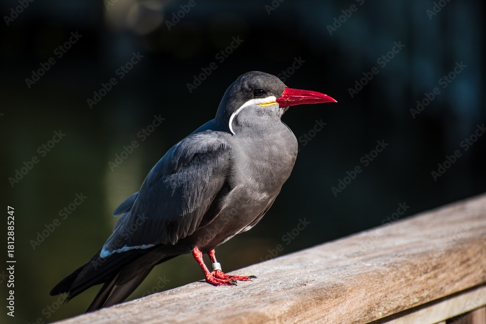 Fototapeta premium red billed hornbill