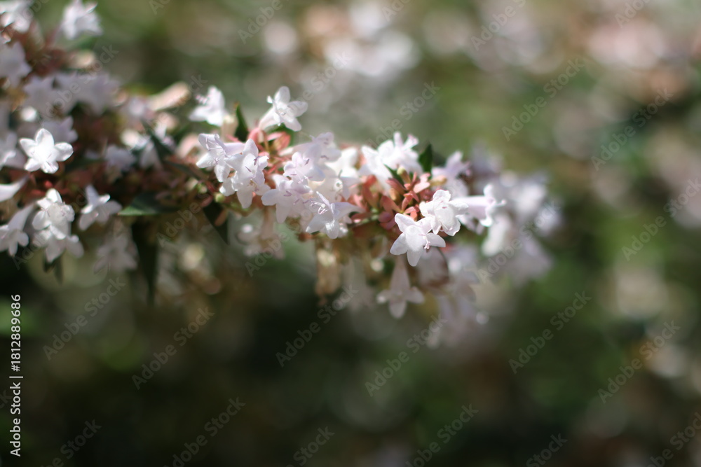 Obraz premium Charming tree branch with tiny flowers.