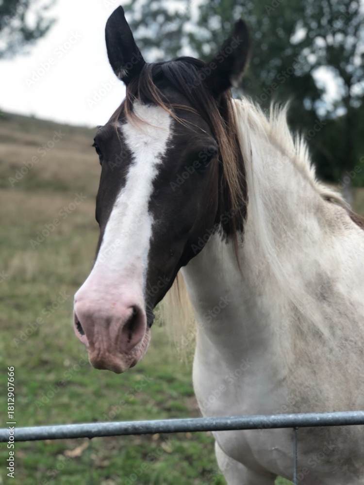 Obraz premium portrait of a horse