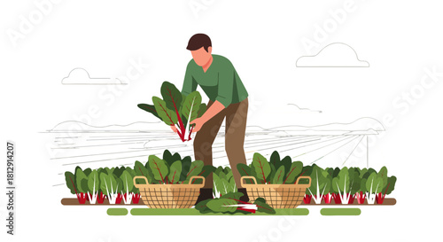 A Farmer Harvesting Greens In A Field Representing Sustainable Agricultural Endeavor