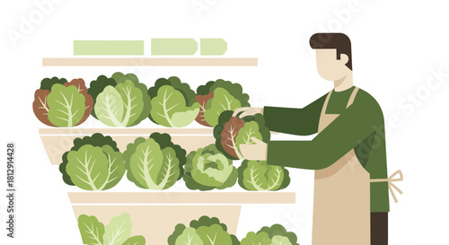 A Farmer Selecting Fresh Lettuce Represents Healthy Eating and Organic Produce