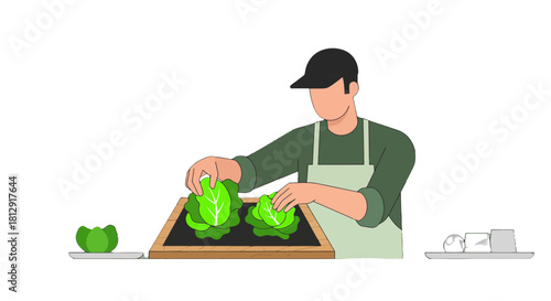 A Gardener Arranging Fresh Lettuce, Harvesting Plants For Vegetable Sales