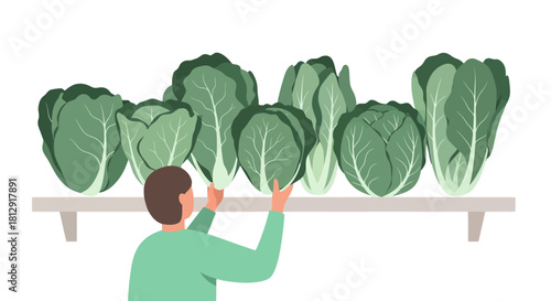 A Gardener Selects Fresh Cabbages From a Shelf, Highlighting the Joy of Harvesting Green Produce