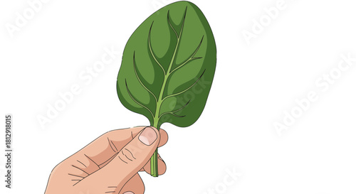 A Person's Hand Gently Holding A Freshly Picked Vivid Green Spinach Leaf