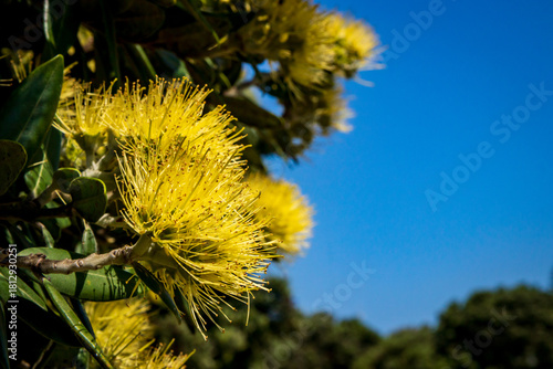 Rare yellow Pohutukawa tree, yellow flowering New Zealand Christmas tree 
