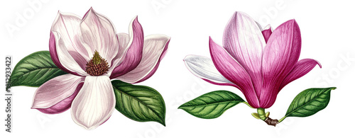 Elegant pink magnolia flower botanical illustration set. Vintage graceful floral design, beautiful plant isolated for nature decoration