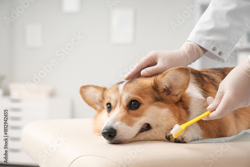 Veterinarian brushing teeth...