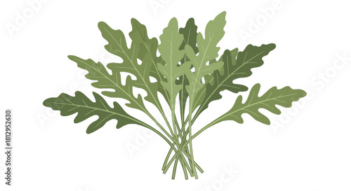 Arugula Bouquet Isolated Against a Black Backdrop for Culinary and Herbal Concepts