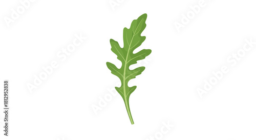 Arugula Leaf Isolated On Black, Fresh Green Healthy Edible Plant, Studio Shot