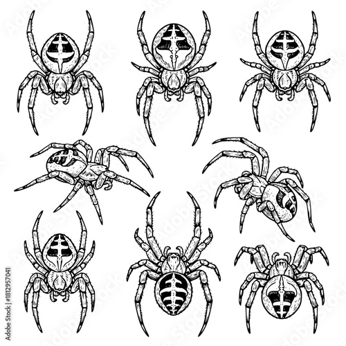 A vector line art collection featuring eight different poses of ornate spiders with distinct markings on their backs, rendered in a detailed black-and-white engraving style.