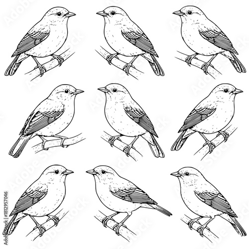 A repetitive vector line art grid featuring nine identical black-and-white drawings of a small perching bird with detailed shading on its wings, standing on a thin branch.