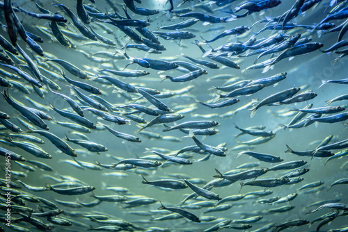Canvas Print School of alewives (alosa pseudoharengus) fish