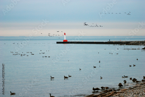 Canadian geese on Lake Ontario. Oakville, Ontario, Canada