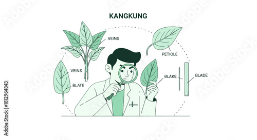 Botanical Study of Kangkung Plant and Leaf Structure with Modern Illustration Elements