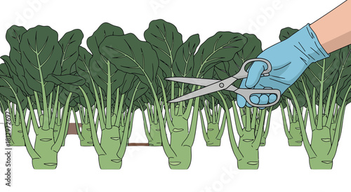Clipping Vegetable Garden: Harvest Focus on Healthy Produce with Scissors