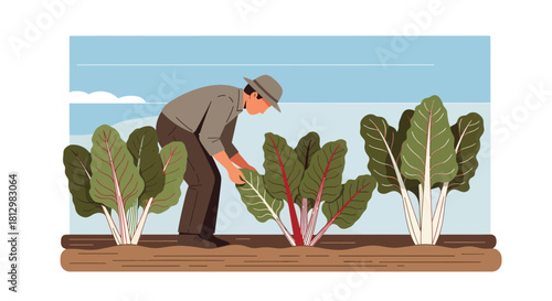 Farmer Harvesting Swiss Chard Illustration Depicting Gardening and Agricultural Activities