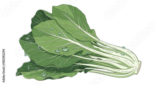Fresh Bok Choy Depiction With Water Droplets On Dark Background, Digital Illustration