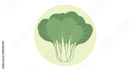 Fresh Bok Choy Illustration Set Within a Green Circle Against a Black Backdrop Design