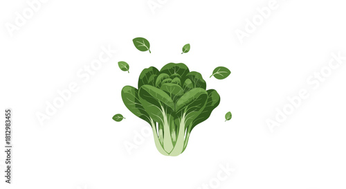 Fresh Bok Choy on a Black Background Vector Illustration for Food and Health