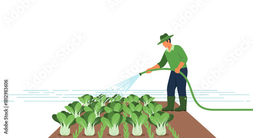 Farmer Watering Chinese Cabbage Crops in Field with High-Quality Agriculture