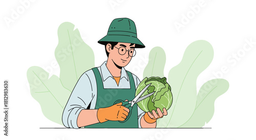 Farmer Trimming a Cabbage with Scissors in the Garden, Harvesting Vegetables