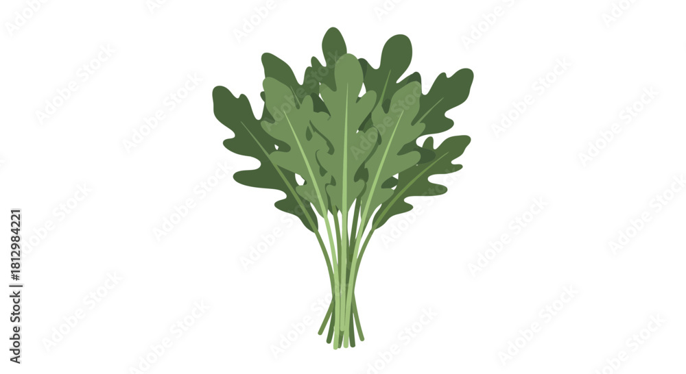 Obraz premium Fresh Arugula Bunch Isolated On Black, Ready To Use in Cooking and Healthy Eating