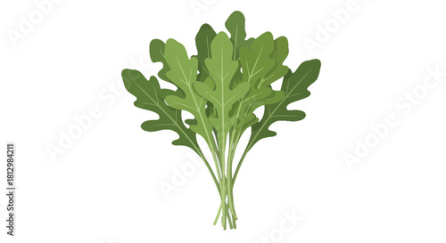 Fresh Arugula Bunch Isolated On Black Background, A Culinary Herb with Nutritional Value