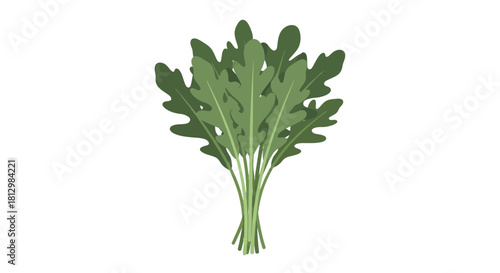 Fresh Arugula Bunch Isolated On Black, Ready To Use in Cooking and Healthy Eating