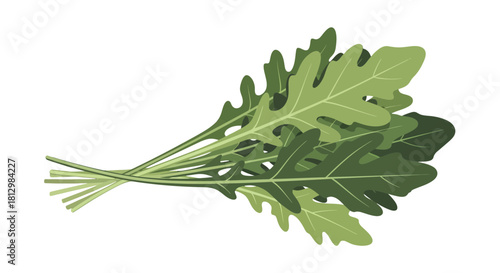 Fresh Arugula Bunch Presentation Against Dark Backdrop for Culinary and Healthy Concepts